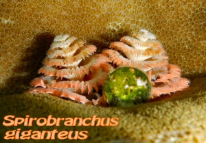 spirobranchus